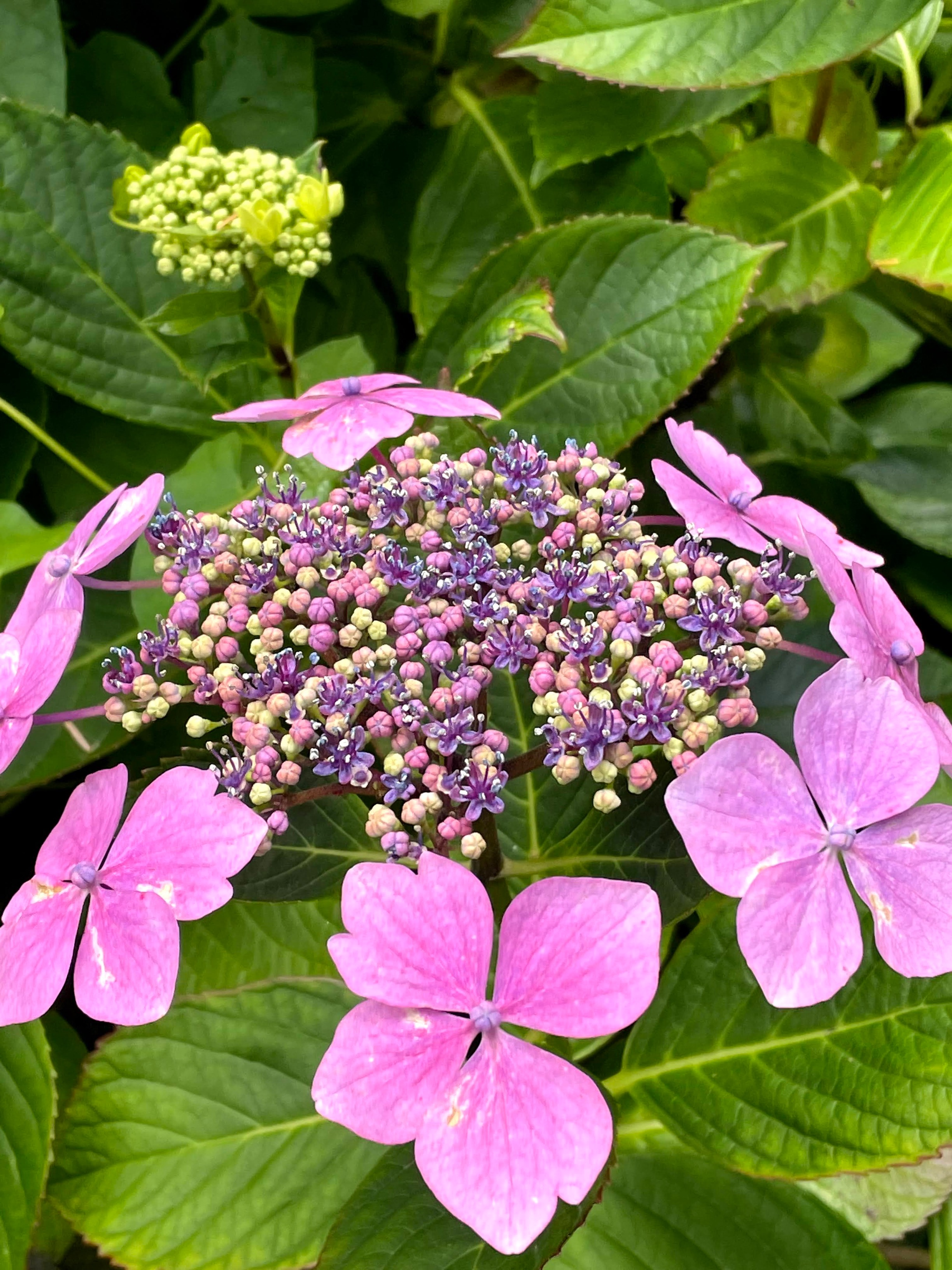 Hydrangea Plant